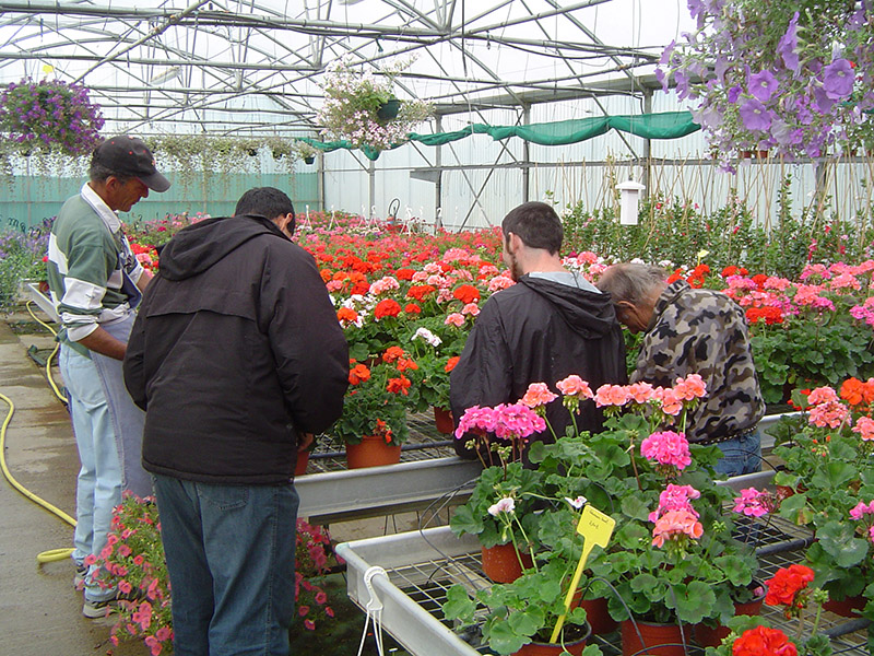 ESAT Le Mrignac - Ppinire, horticulture, entretien de jardins  Miramont-de-Guyenne